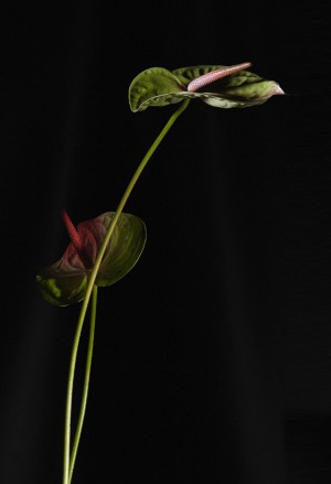 flowers_black_